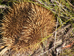 Tachyglossus aculeatus multiaculeatus