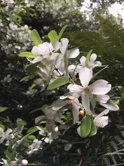 Eucryphia lucida