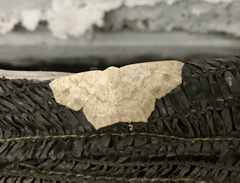 Sabulodes subopalaria