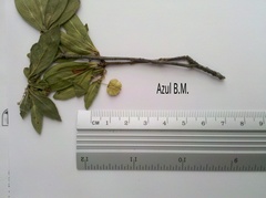 Wimmeria microphylla