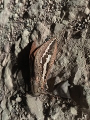 Abantiades mcquillani