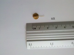 Wimmeria microphylla