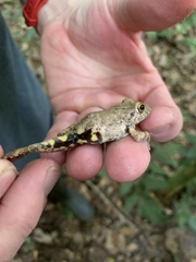 Pristimantis diadematus