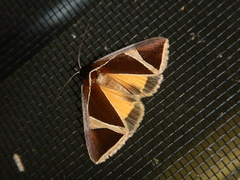 Agamana conjungens