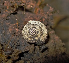 Polygyrinae