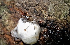 Culiseta inornata
