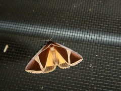 Agamana conjungens