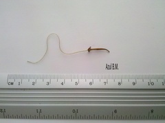 Cercocarpus macrophyllus