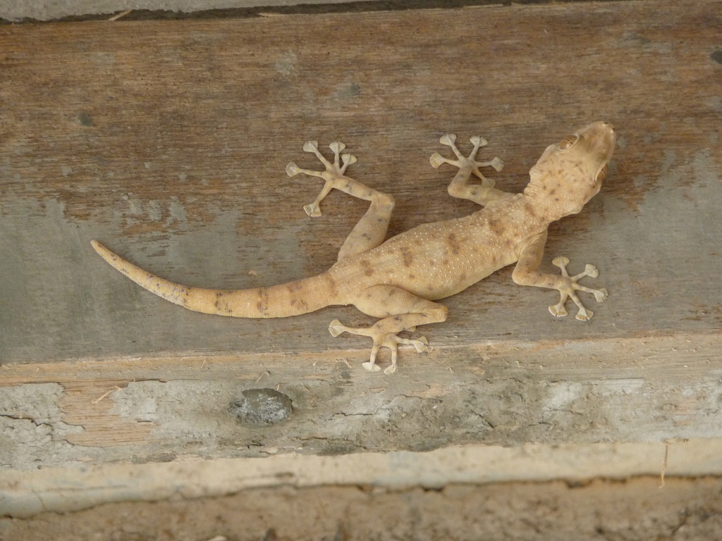 Dhofar Fan-toed Gecko