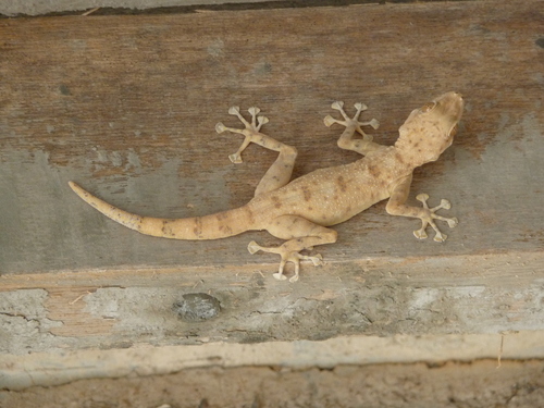 Dhofar Fan-toed Gecko
