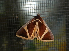 Agamana conjungens