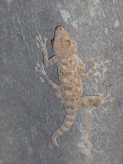 Ptyodactylus dhofarensis