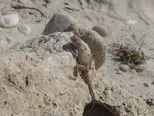 Dhofar Rock Agama