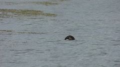 Podilymbus podiceps