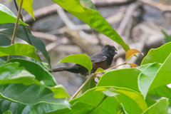 Sporophila angolensis