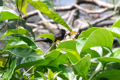 Sporophila angolensis