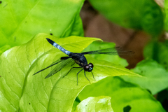 Erythrodiplax unimaculata