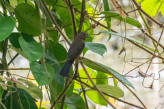 Sporophila angolensis