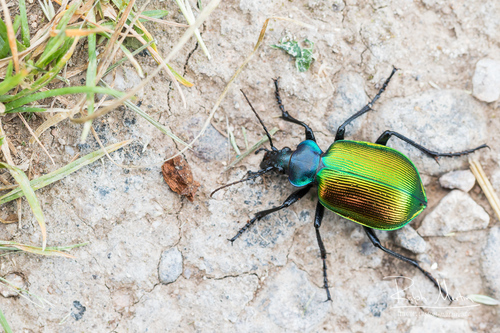 Calosoma sycophanta (Linnaeus, 1758)