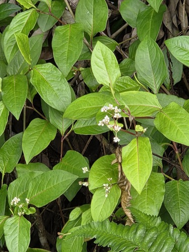 Persicaria chinensis observed 2025-12-14