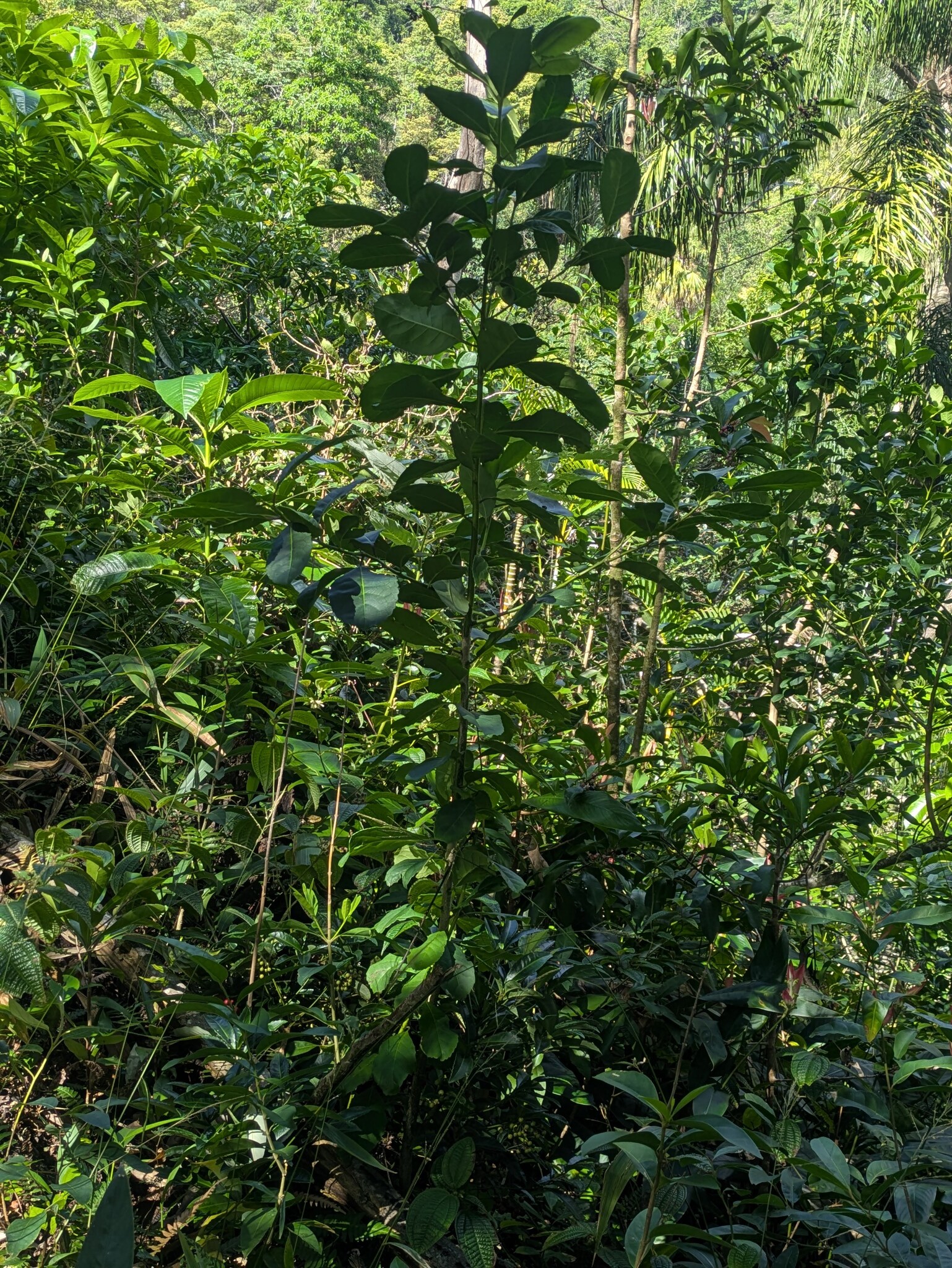 Mate (Ilex paraguariensis)