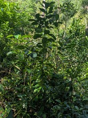 Maté (Ilex paraguariensis)