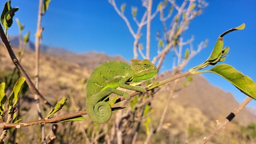 Veiled Chameleon