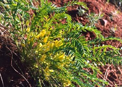 Astragalus wolgensis