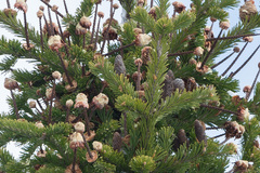 Abies sibirica