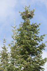 Abies sibirica
