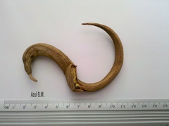 Godmania aesculifolia