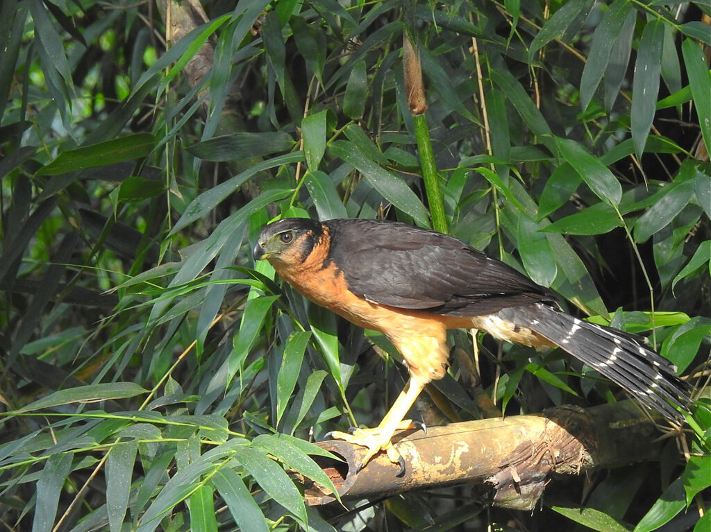 Collared Forest-Falcon