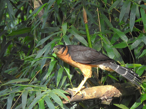 Collared Forest-Falcon