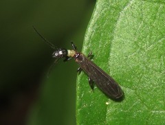 Oligotomidae