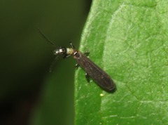 Oligotomidae