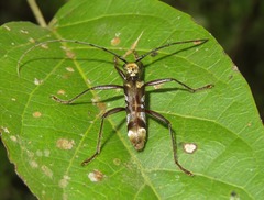 Appula argenteoapicalis