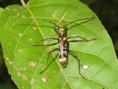 Appula argenteoapicalis