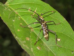 Appula argenteoapicalis