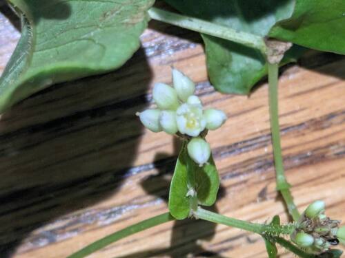 Persicaria chinensis, 2025-12-10