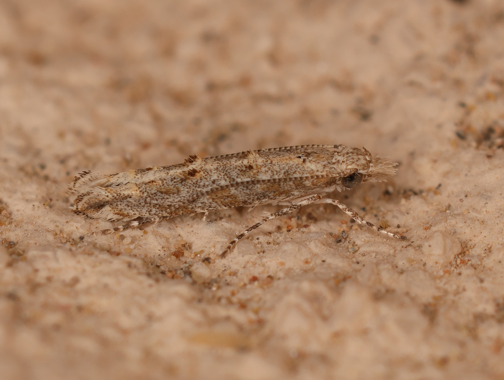 Polymitia laristana