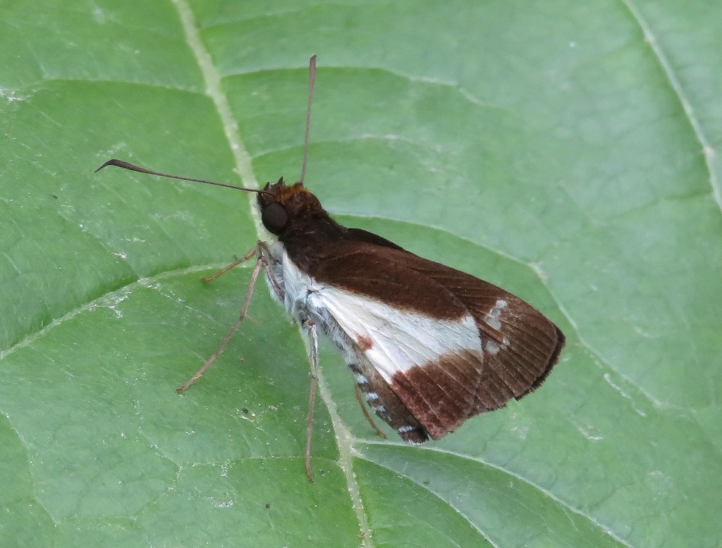 Vettius richardi