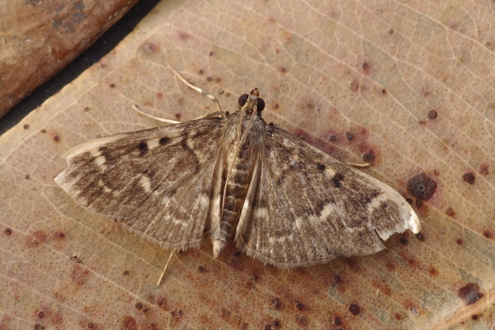 Syllepte melanopalis