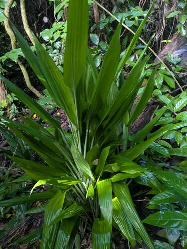 Lance Dracaena (Dracaena aubryana)