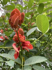 Erythrina crista-galli