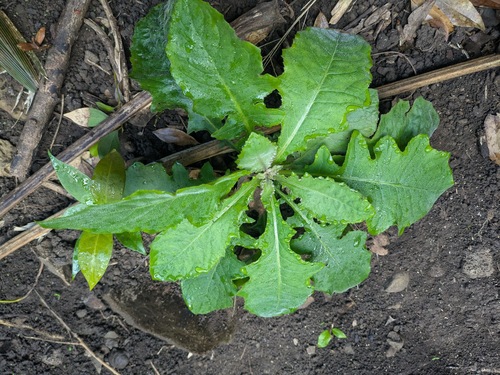 Blumea sinuata, 2025-12-10