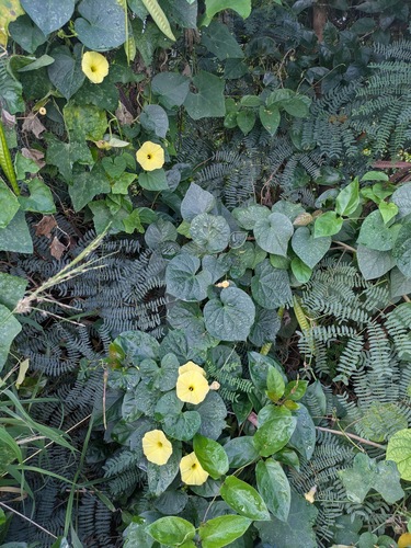 Ipomoea ochracea, photograph 6