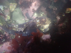 Sebastes rastrelliger