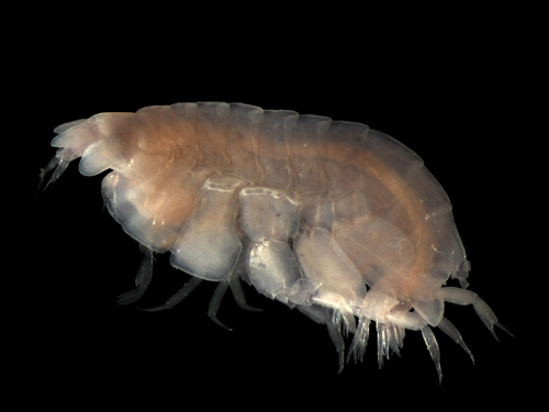 Lepidepecreum