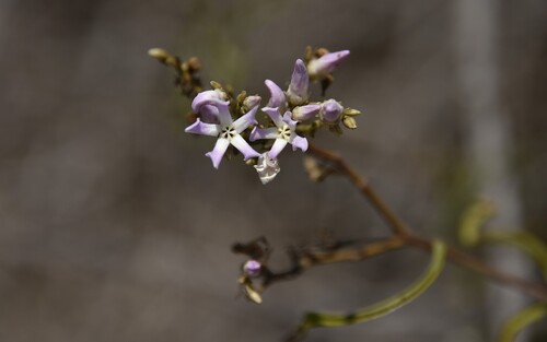 Pentopetia grevei