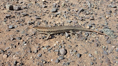 Sudan Mabuya
